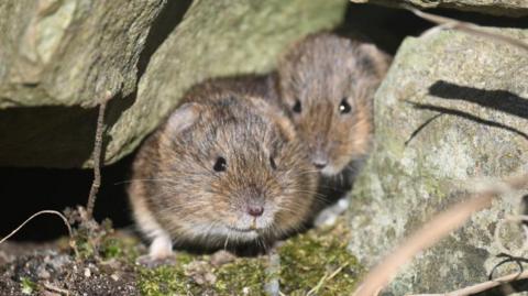 Two Orkney voles.