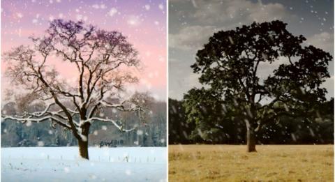 A tree in bad weather in winter and summer. 