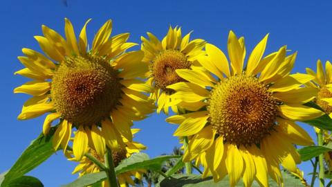 Close up of yellow sunflowers on a sunny day.