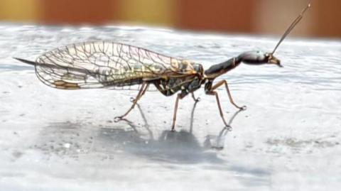 The snakefly has a long body and a head that resembles an ant's head. It is resting on top of a black railing outside a backdoor. A brown garden fence is visible, but slightly blurred in the background.