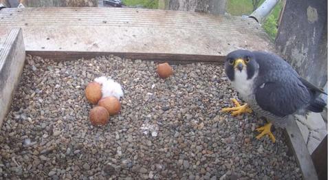 Peregrine falcon