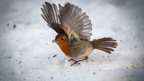 A robin sitting on snow, waving its little wings. It is eating a seed.