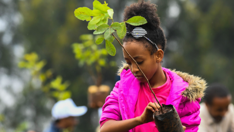 A young Ethiopian girl takes part in a national tree-planting drive in the capital Addis Ababa - 28 July 2019