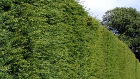 Hedge