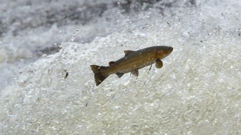 Atlantic salmon