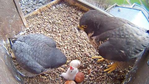 Peregrine chicks