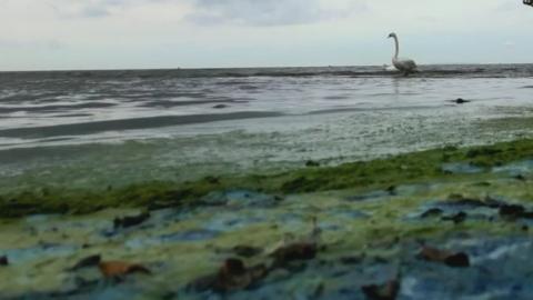 Swan at Lough Neagh in blue-green algal bloom