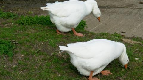 Geese generic