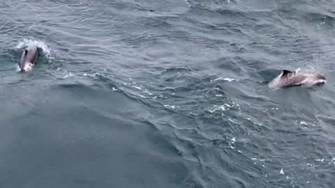 Porpoises off Orkney