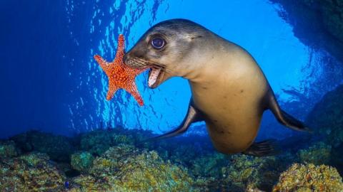 Sea lion with starfish in its mouth