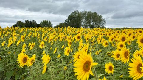 A field of sunflowers beneath a grey, cloudy sky