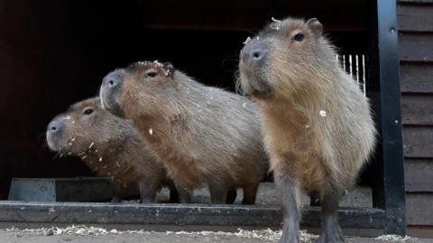 A close-up of three capybaras standing in the doorway of a wooden enclosure.
