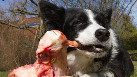 dog eating raw meat