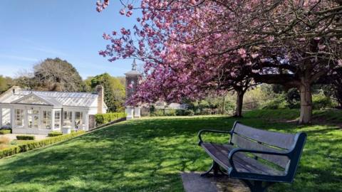 A cherry tree in Ipswich's Holywells Park