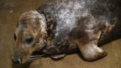 Sir David the adult male grey seal