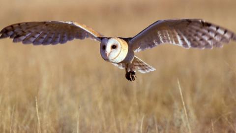 Barn owl