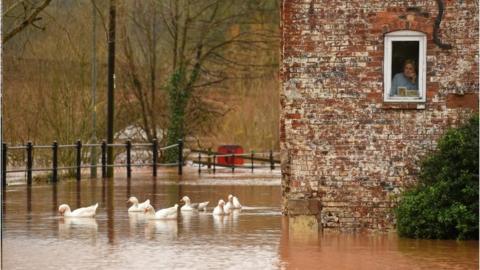 Swans on a flood as a woman looks out of a window in Bewdley, Worcestershire