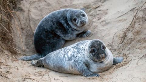 Baby seals at Horsey, Norfolk
