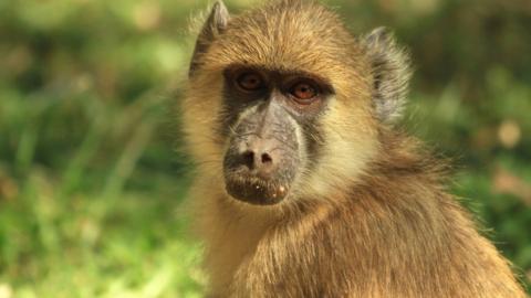 close up of a cute baboon looking directly into camera with a natural green grass background in South Luangwa, Zambia, Southern Africa