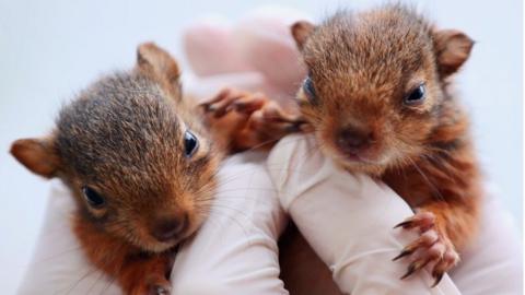 Baby squirrels taken under protection by the Duzce Department of Nature Conservation and National Parks teams after their mother was found dead.