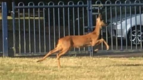 Deer at Christ Church School, in Downend, Bristol