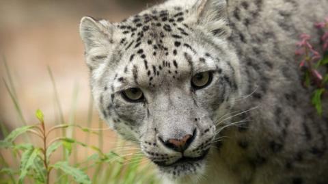 Snow leopard Chan