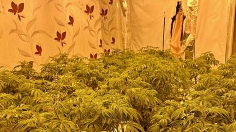 Por qué da hambre después de fumar marihuana? - BBC News Mundo