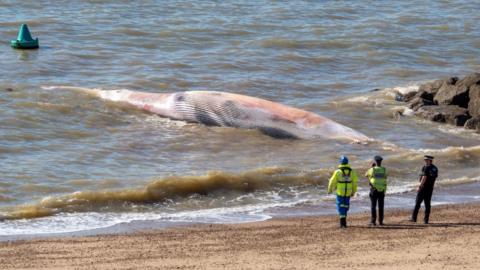 Whale on beach
