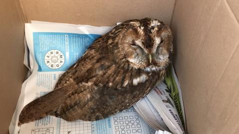 The owl in a box after being rescued from the garden pond