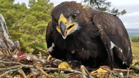 Golden eagle chick