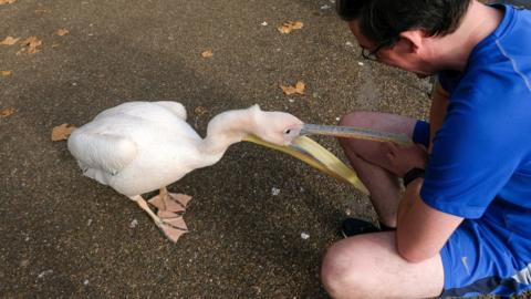 Pelican wrapping its break around a jogger's leg