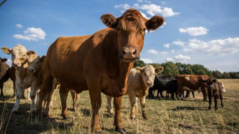 A herd of cattle in a field. A couple of them are looking into the camera. 