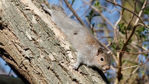 Grey squirrel