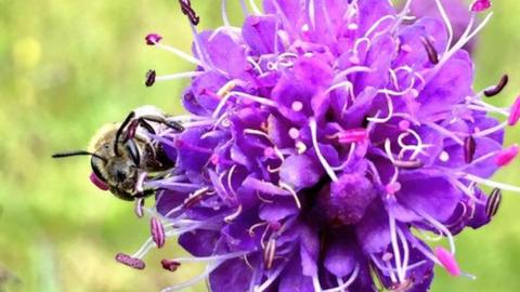 Small scabious mining bee