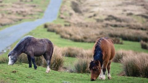 Wild Welsh ponies graze next to a road in Bannau Brycheiniog National Park