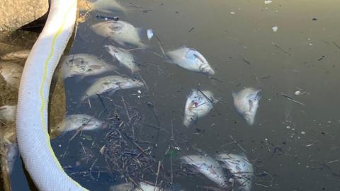 A number of dead or dying fish lying on their side in a canal. A floating boom can be seen on the left side of the picture.