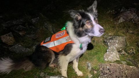 A collie-type dog wearing an orange vest with the word rescue on it