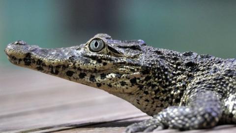 Cuban crocodile