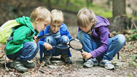 Insect hunt