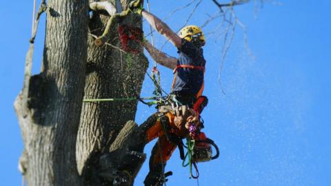 Arborist cutting a tree with chainsaw