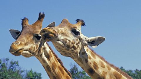 Rothschild's giraffes