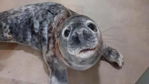 injured seal