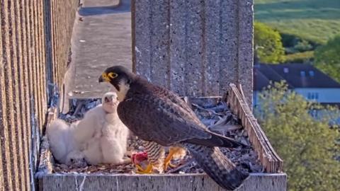 The peregrine falcon family