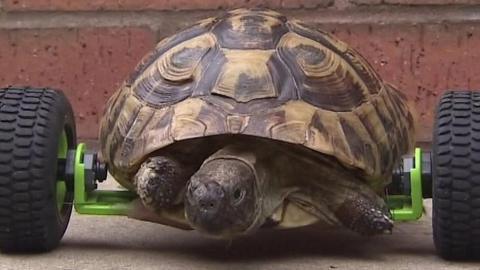 Tortoise with Meccano wheels fitted