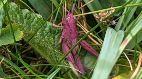 A pink grasshopper