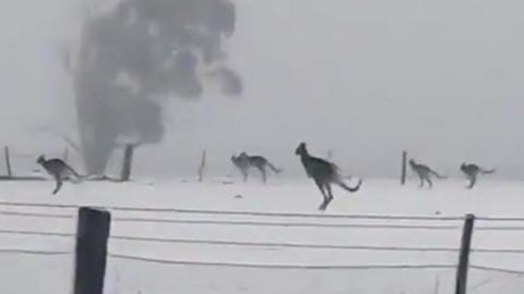 Kangaroos jumping through the snow