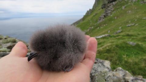 Storm petrel chick