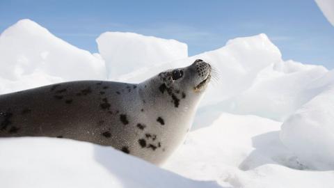 seal