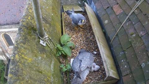Peregrines with chicks, St Albans Cathedral