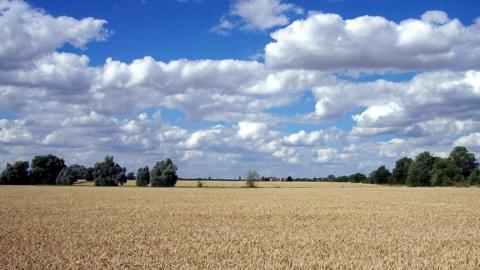 Field ready for combine, Bourne, Lincolnshire